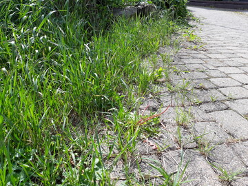 Ist der Weg zu breit fr die tatschliche Frequentierung, wchst er von der Seite her zu. Das kann man baulich verhindern.