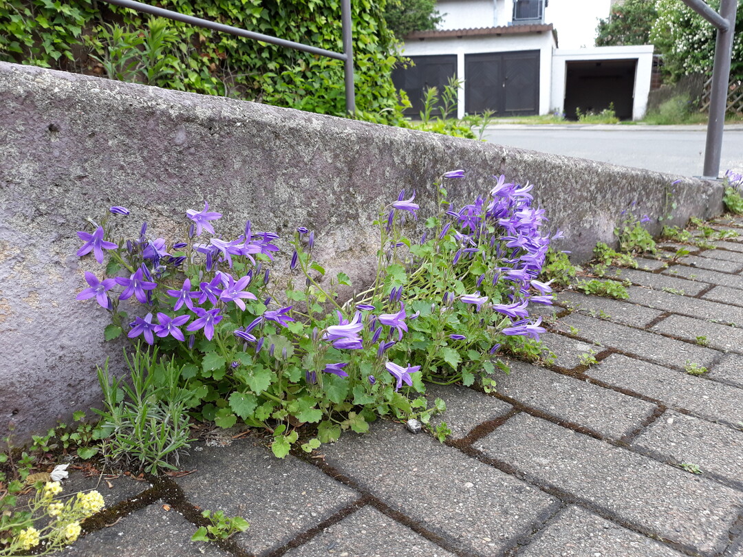 Wildwuchs kann auch schn sein und deshalb stehengelassen werden - wie diese Glockenblumen an einem Parkplatz.