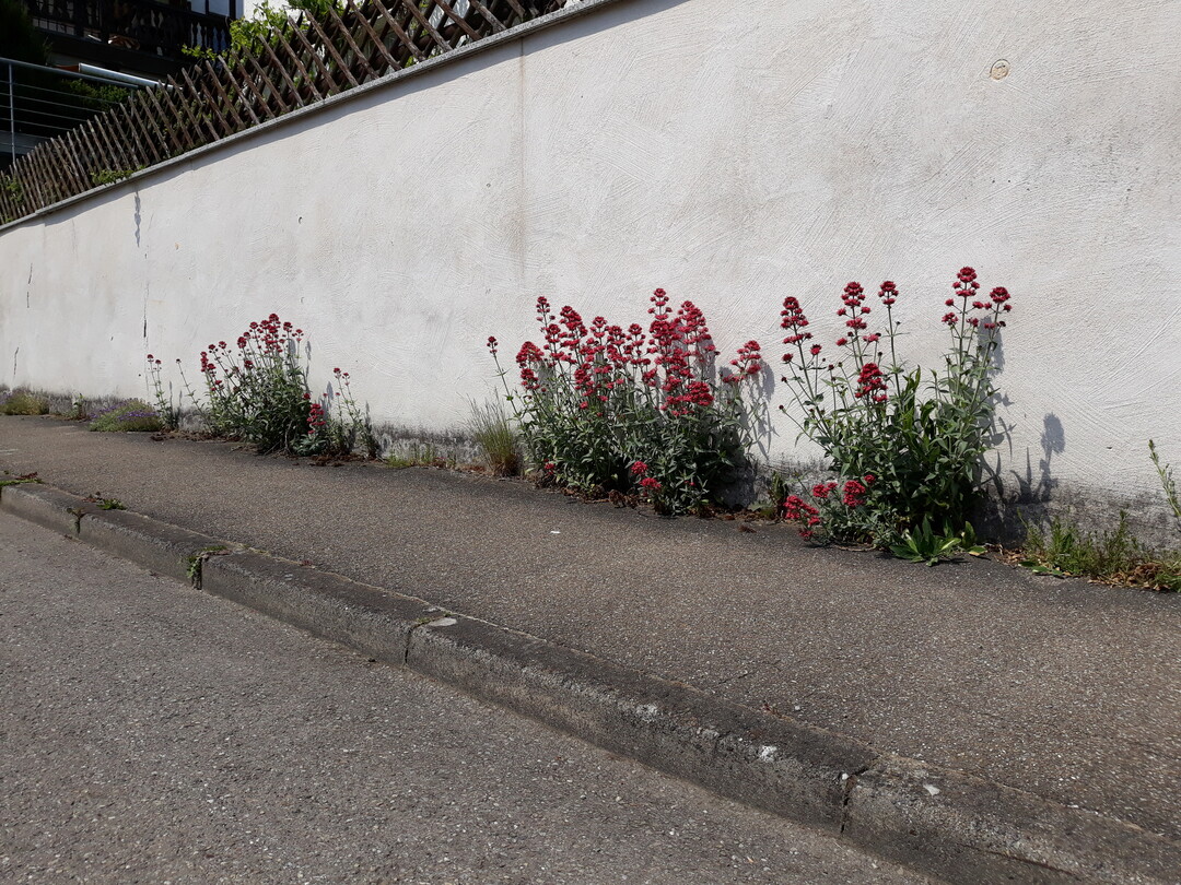 Sieht aus wie gewollt: Rote Spornblume vor weier Wand.