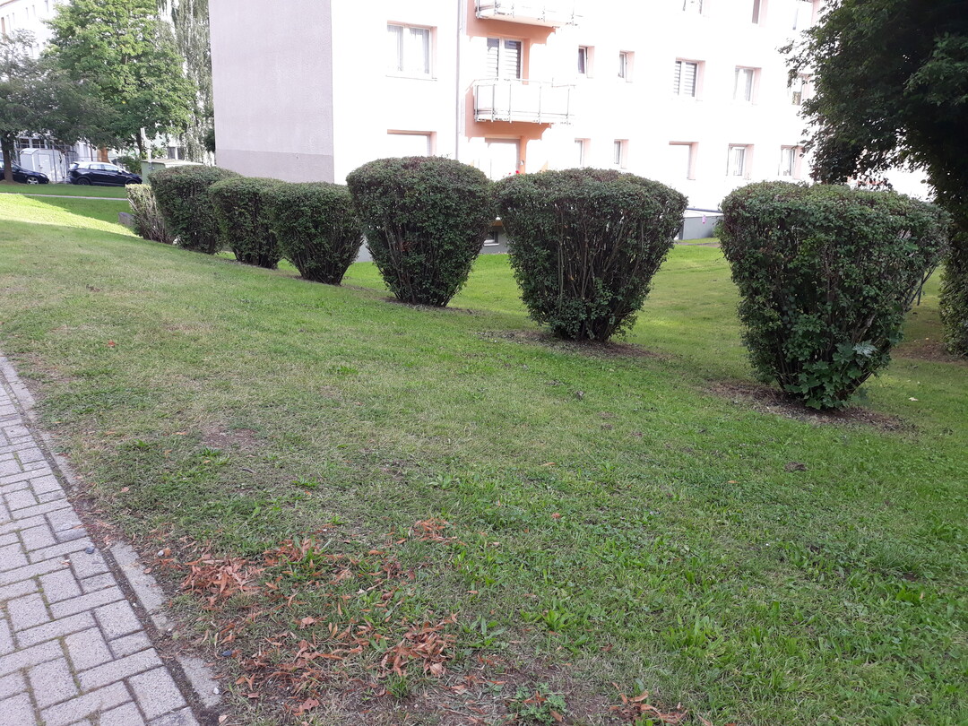 Diese Strucher wurden nicht arttypisch und habitusgerecht geschnitten, sondern billig und unfachmnnisch zu Kegeln verkrppelt. Whrend so etwas mit Heckengehlzen noch mglich ist, drfen Solitrgehlze niemals so verstmmelt werden.