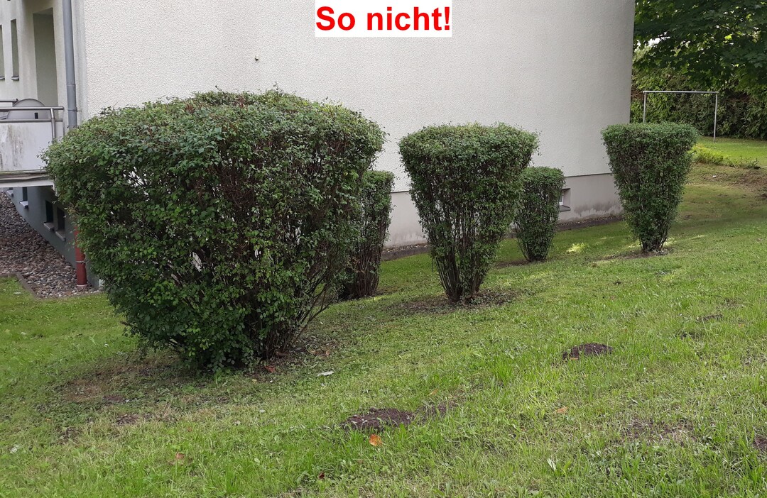 Sieht man oft: den Keulenschnitt bei Gehlzen - fachlich nicht akzeptabel. In Grnberg wird vermittelt, wie es richtig geht.