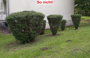 Sieht man oft: den Keulenschnitt bei Gehlzen - fachlich nicht akzeptabel. In Grnberg wird vermittelt, wie es richtig geht.