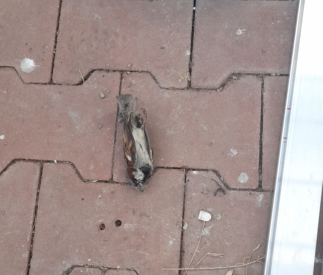 Haussperling in einem Berliner Baumarkt