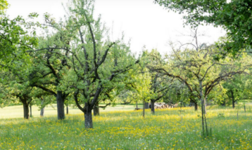 Die Aktion Klimabume  Unsere Streuobstwiese ist gestartet