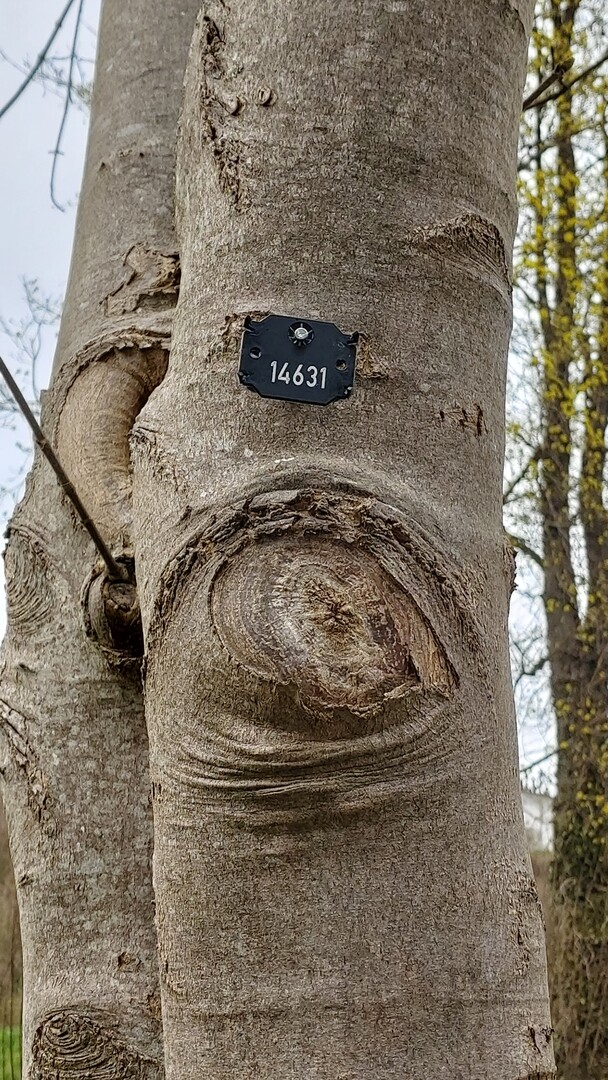 Jeder Baum wird mit der Nummer aus dem Baumkataster gekennzeichnet.