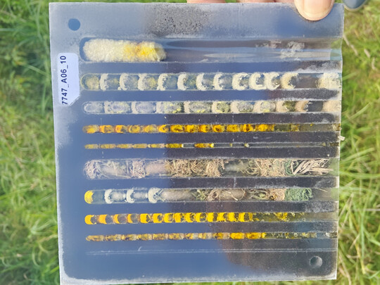 Bienenhaus mit herausnehmbaren Brutplatten