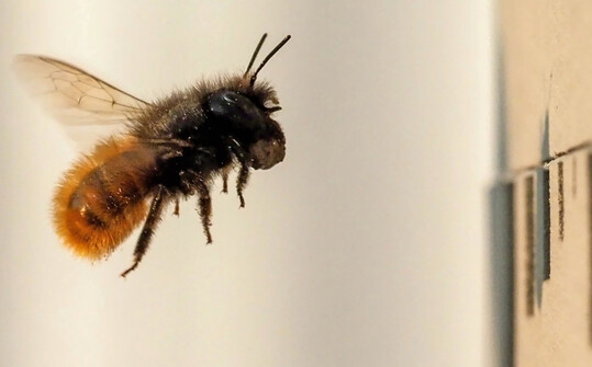 Mauerbiene beim Anflug zu einer Niströhre
