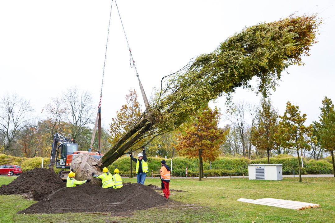 Mit Hilfe eines 70 m hohen Krans landete die stattliche Kork-Ulme aus einer Baumschule in den Niederlanden im vorbereiteten Pflanzloch im Festungspark Ehrenbreitstein.