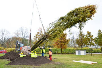 Mit Hilfe eines 70 m hohen Krans landete die stattliche Kork-Ulme aus einer Baumschule in den Niederlanden im vorbereiteten Pflanzloch im Festungspark Ehrenbreitstein.