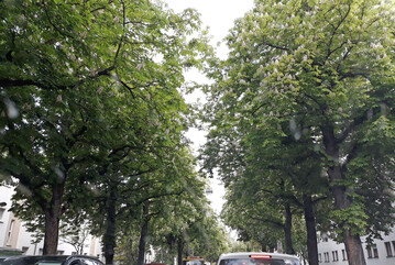 Kastanienallee in Augsburg