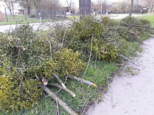 Misteln eines einzigen Baumes � sie k�nnen diesen stark schw�chen.