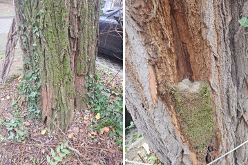 Die sich l�sende Robinienrinde (links) verbirgt ein Vogelnest.