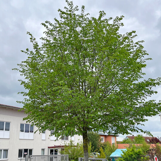 Ostrya carpinifolia im Projekt �Stadtgr�n 2021+�, Standort W�rzburg
