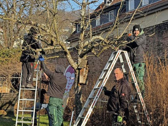Zu dritt geht es an den Baumschnitt. Pomologe Timo Berk gibt von unten den Auszubildenen Anleitungen.