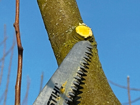 Leicht schr�g und sauber sollte der Astschnitt erfolgen.