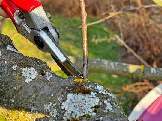 Wassertriebe sind einj�hrige Triebe, die meist senkrecht in die H�he wachsen. Entfernt man radikal alle, schiebt der Baum nach.