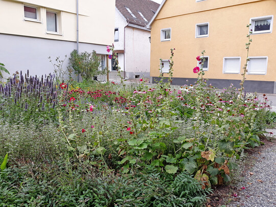 Entsiegelte und bepflanzte Innenstadtflächen wie diese lassen Regenwasser versickern, bieten Lebensraum für Tiere, Freude für Bürger und im Sommer eine kühlende Wirkung.