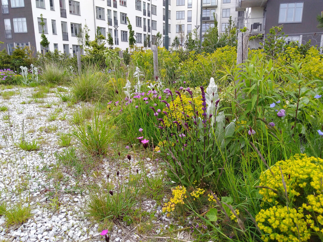 Dynamische Pflanzungen brauchen einen Leitrahmen f�r die Pflege, um das Kippen der Pflanzung zu vermeiden. Erkennen Sie hier die drohende Gefahr? Die Goldrute nistet sich langsam ein.