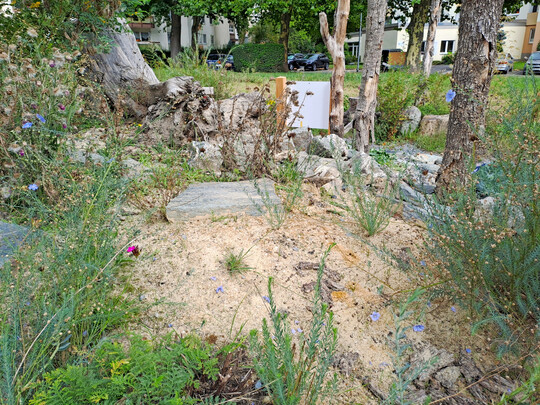 Sandlinse mit Totholz, Steinen und Bepflanzung in Kelkheim im Taunus