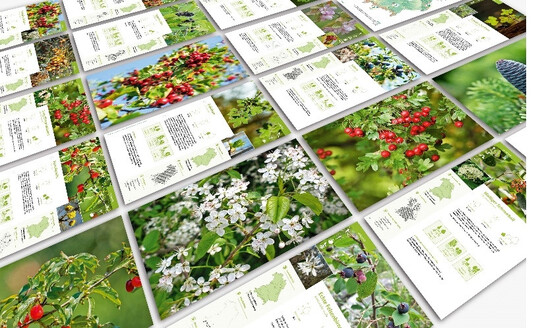 Empfehlungen heimischer Geh�lze f�r klimafitte Kommunen