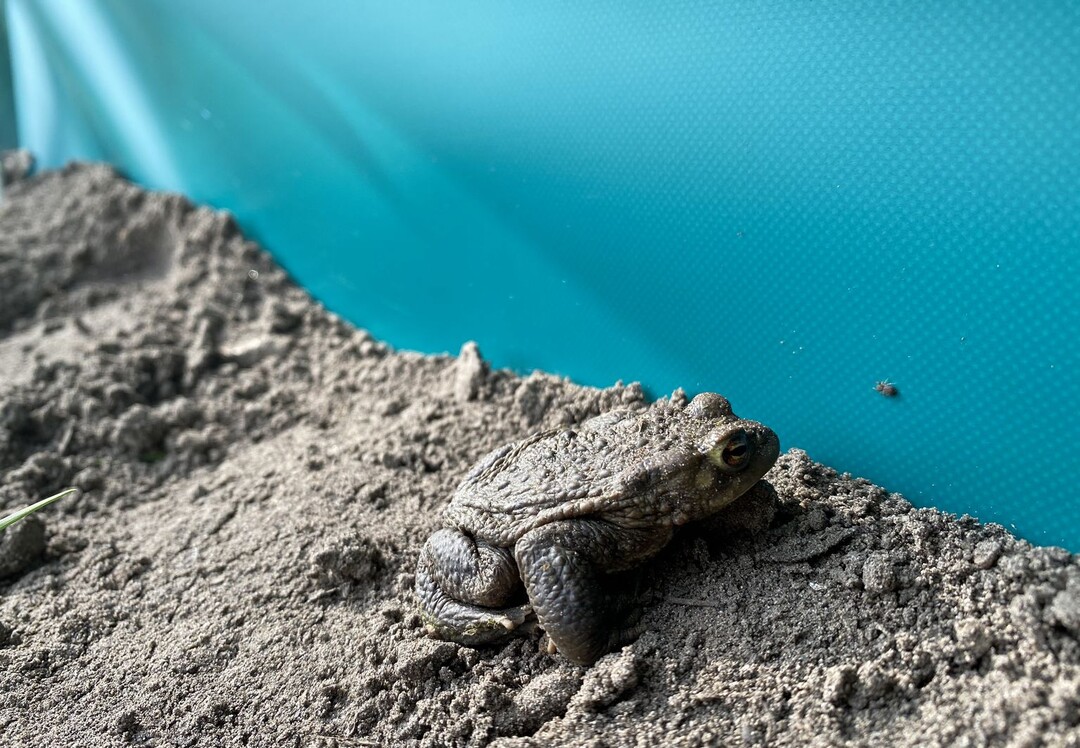 Amphibien und Reptilien unterliegen dem Artenschutz – ihre Wanderung muss daher bei der Durchführung von Bauvorhaben berücksichtigt werden.