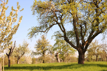 Streuobstwiese mit Hochst�mmen im Fr�hling