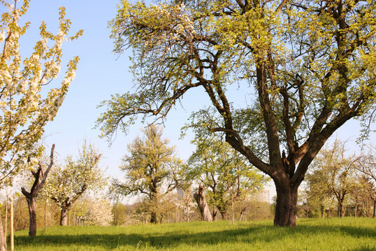 Streuobstwiese mit Hochst�mmen im Fr�hling
