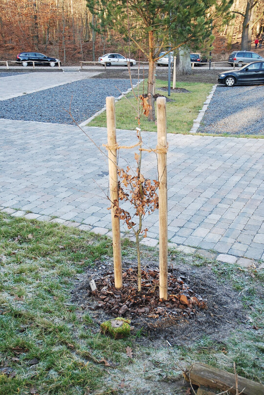 Abb. 3: Verwendung von Setzlingen mit ungen�gender K�hlwirkung