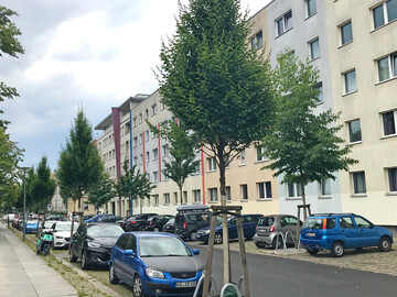 Abb. 2: Positives Beispiel – großflächiges Baumsubstrat mit guter Mischbepflanzung und zu erwartender Schattierung