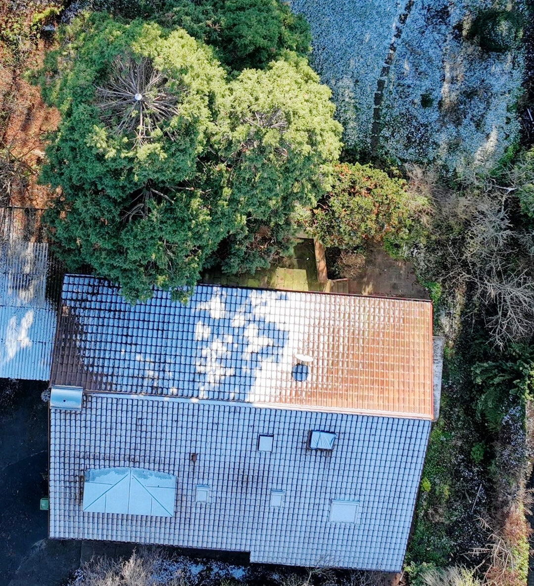 Mammutbaum nach Blitzschlag � Pflegefall statt Verlust