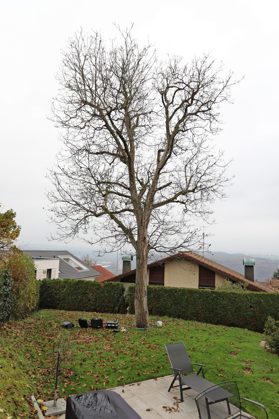 zu behandelnde Walnuss 