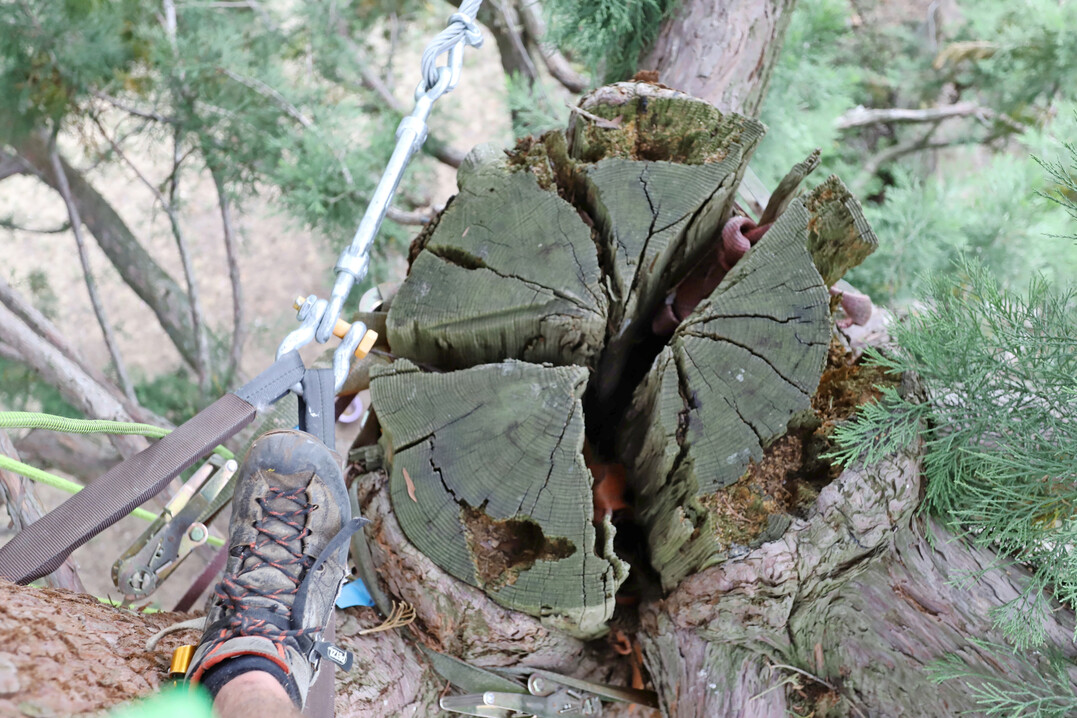 Mammutbaum nach Blitzschlag � Pflegefall statt Verlust