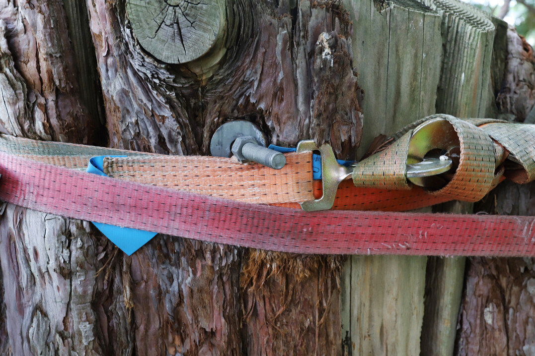 Mammutbaum nach Blitzschlag � Pflegefall statt Verlust