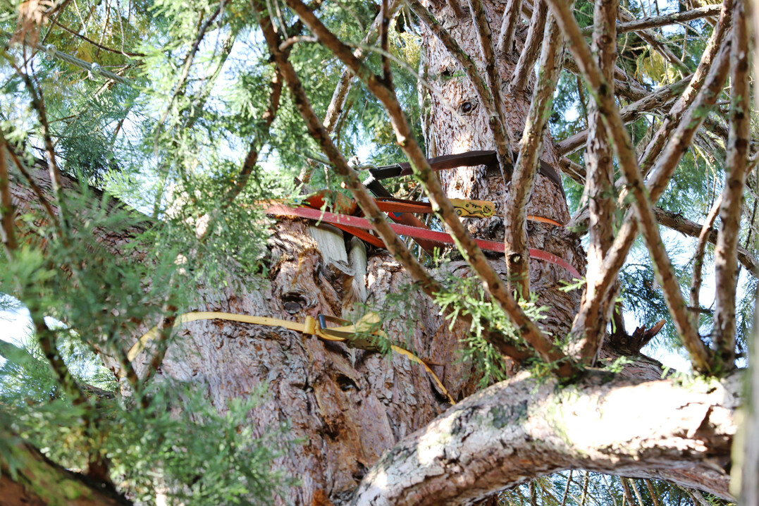 Mammutbaum nach Blitzschlag � Pflegefall statt Verlust
