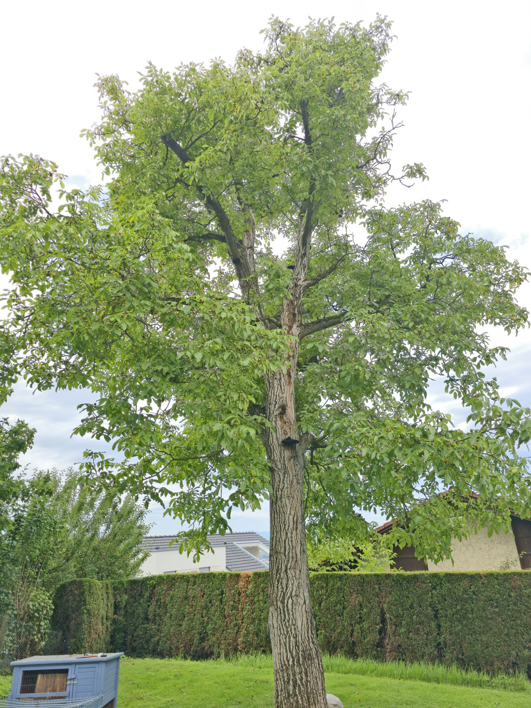 Walnuss nach dem Schnitt