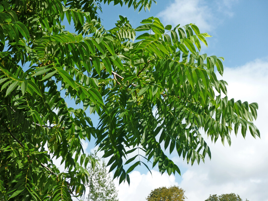 Detail mit Blättern und Früchten