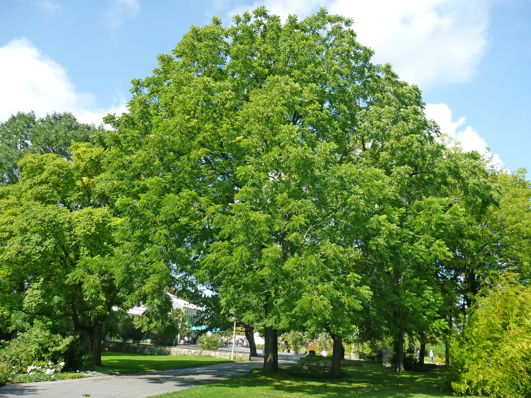 Prächtig entwickeltes Exemplar im EGA-Park in Erfurt