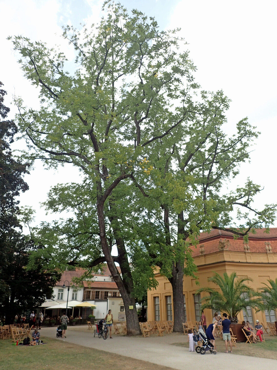 Alte Schwarznuss-Gruppe im Botanischen Garten Erlangen