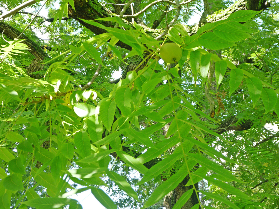 Detail mit Blättern und Früchten