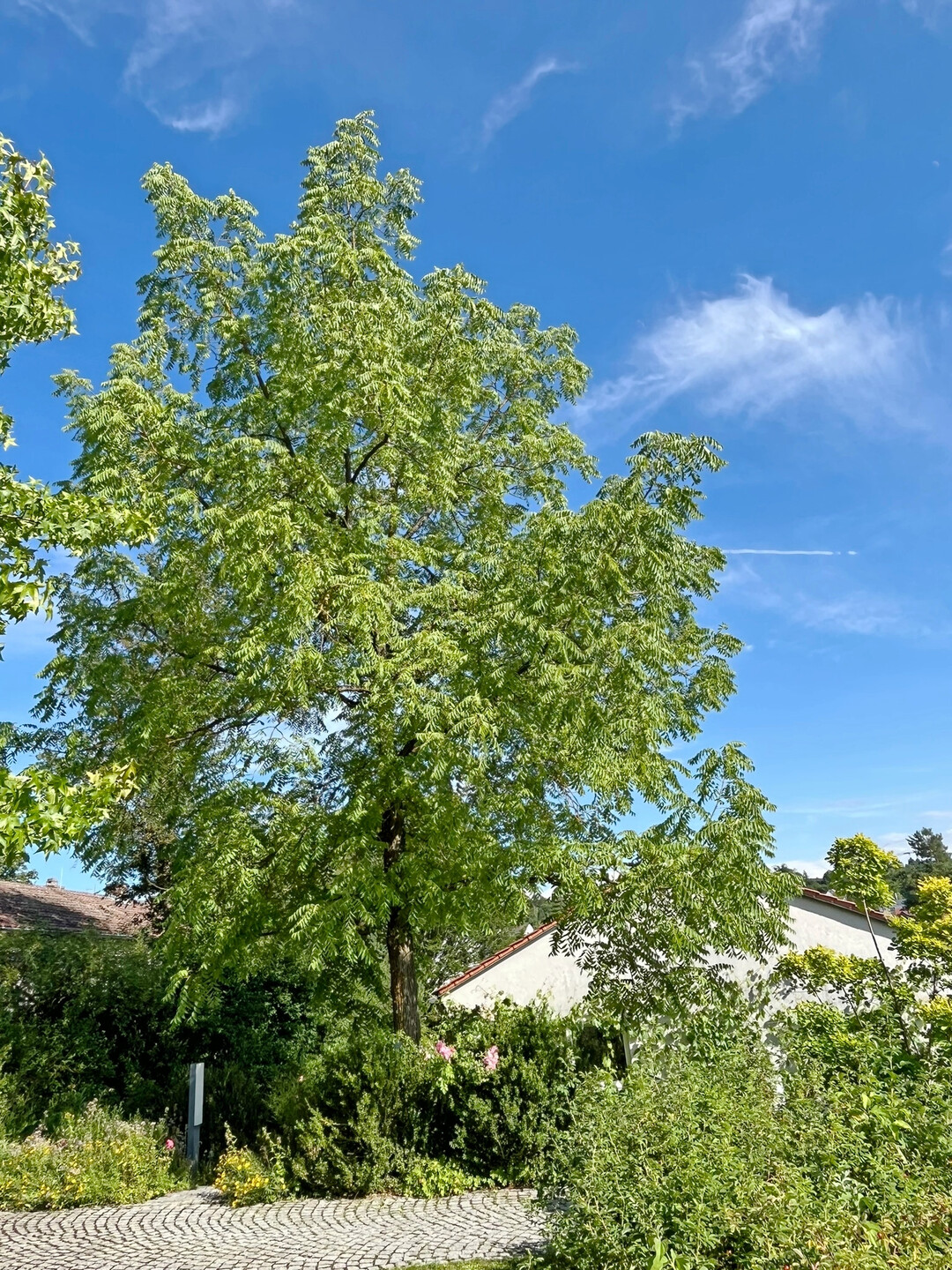 Schwarznuss im Lehr- und Schaugarten der LWG Veitshöchheim