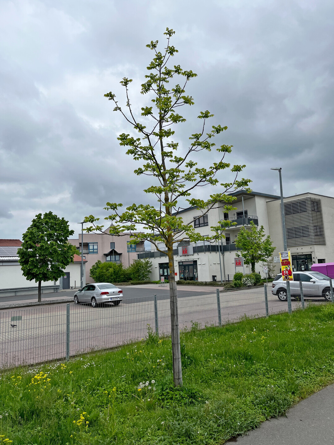 Jungbaum in Würzburg im Austrieb, Projekt „Stadtgrün 2021+“