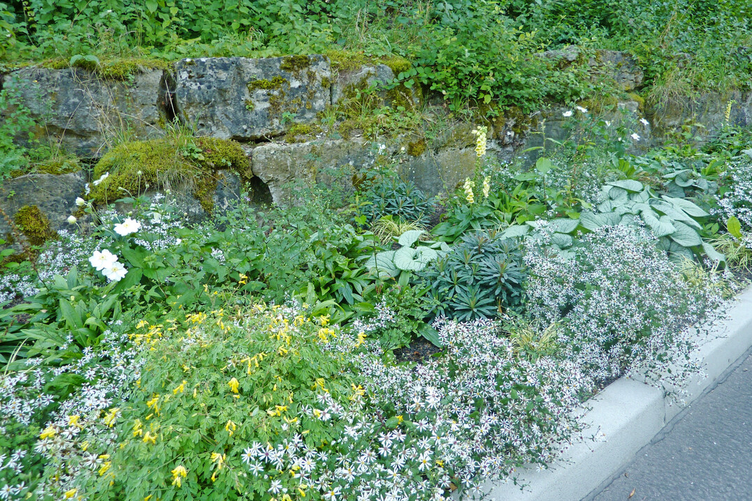 Staudenmischung �Rheintraum�