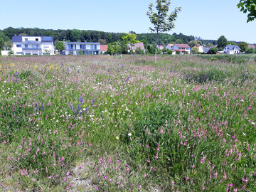 Naturnahe Wiese im Siedlungsraum. Wer Landwirte in der Nhe hat, kann sie mit der Mahd und dem Abrumen des Mahdguts beauftragen.