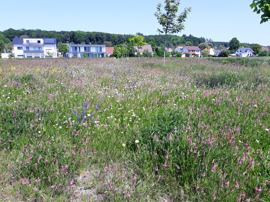 Naturnahe Wiese im Siedlungsraum. Wer Landwirte in der Nhe hat, kann sie mit der Mahd und dem Abrumen des Mahdguts beauftragen.