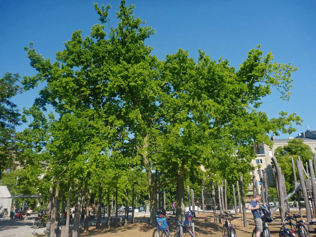 <i>Celtis australis</i>
als Schattenbaum auf einem Spielplatz in Berlin