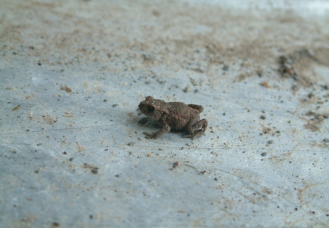 Amphibienarten wie Fr�sche und Kr�ten stehen unter besonderem Schutz, um ihre Lebensr�ume langfristig zu sichern.