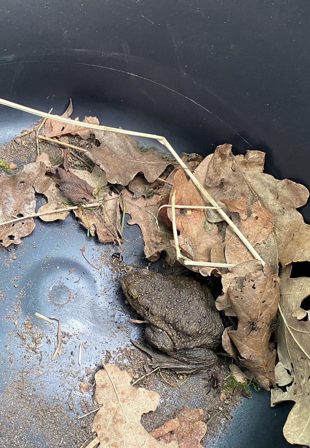 Die Schutzsysteme von Bl�men VuS unterst�tzen den gezielten Artenschutz und tragen zur Erhaltung gef�hrdeter Amphibienpopulationen bei.