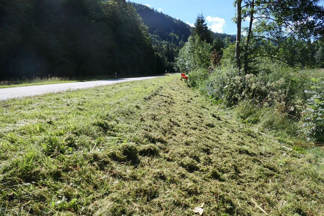 Frisch gemhtes Straenbegleitgrn
