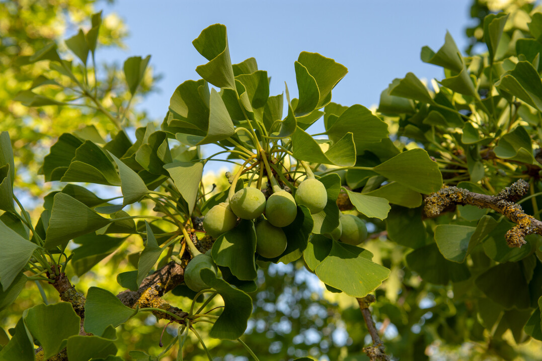 Frucht von Ginkgo biloba