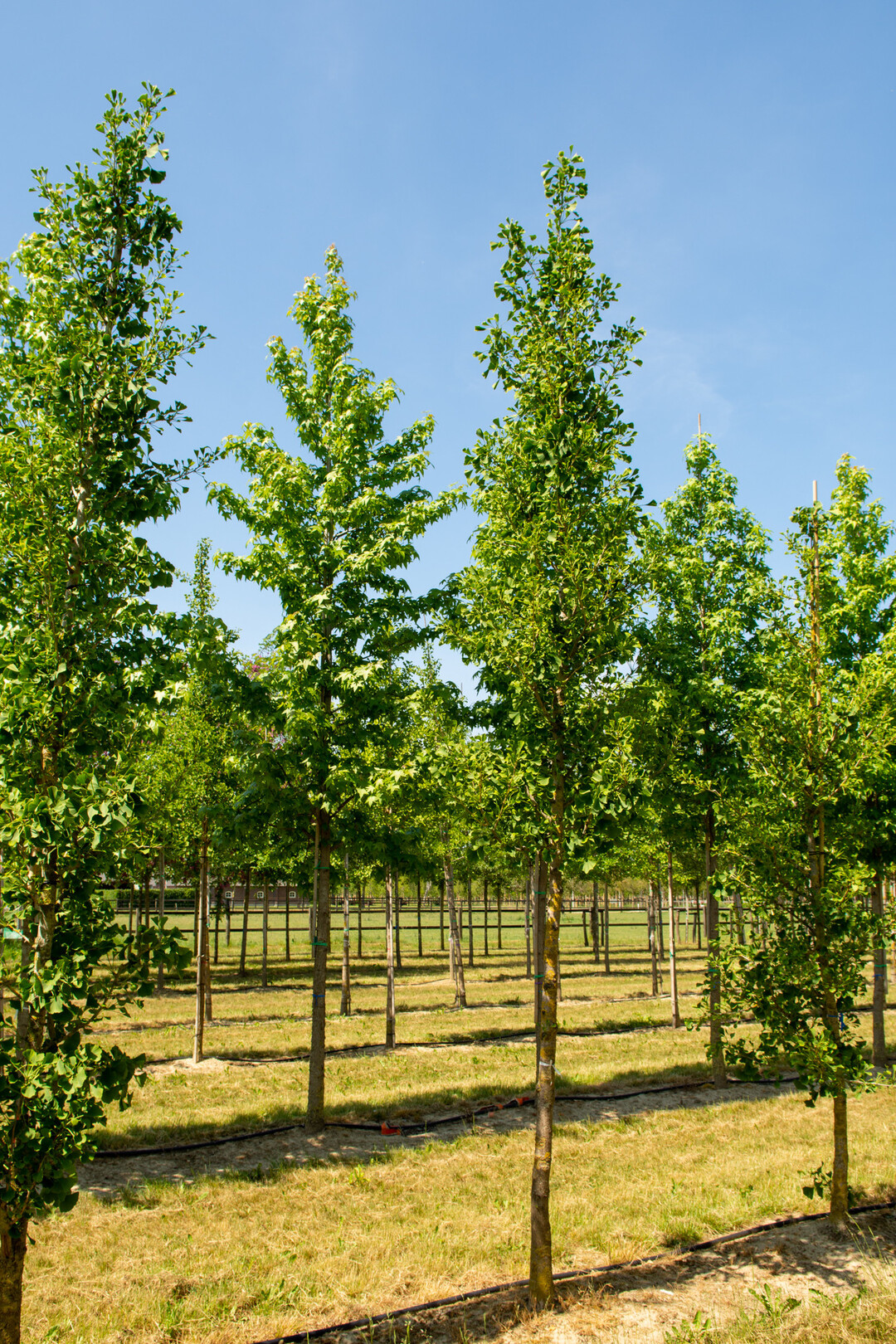 Ginkgo biloba "Princeton Sentry"